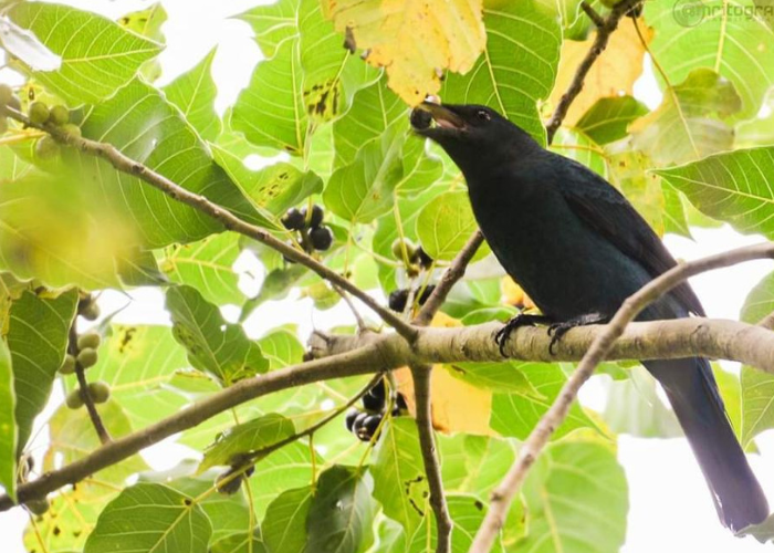 Birds Watching Tour