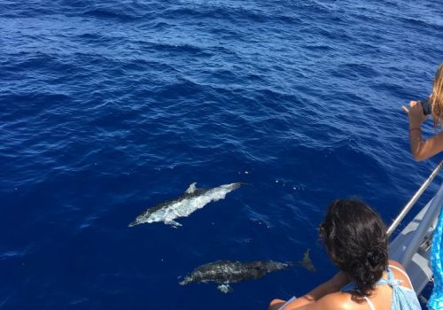 Andaman Dolphin